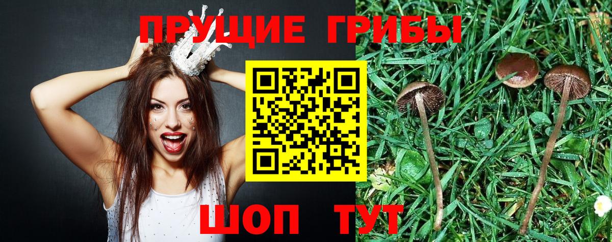 Галлюциногенные грибы мицелий Заволжье
